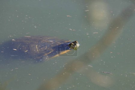 Gelbbauchschildkröte (trachemys scripta scripta) mit ihrer Nase, die gerade aus irgendeinem unordentlichen Wasser sticht