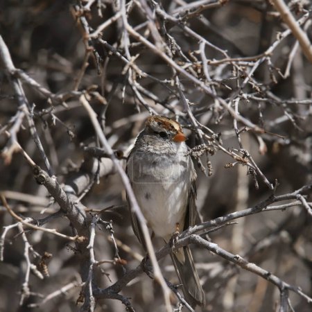 White-crowned Sparrow (1st winter) (zonotrichia leucophrys) perched in a tangle of bare branches