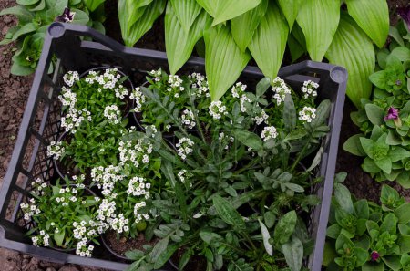 Téléchargez les photos : Lobularia maritima et Gazania en pots. Debout dans une boîte noire dans le jardin à côté d'autres plantes : Hosta et Petunia. - en image libre de droit