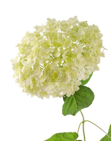 Téléchargez les photos : Une branche avec des fleurs blanches d'hortensia est versée sur un fond blanc - en image libre de droit