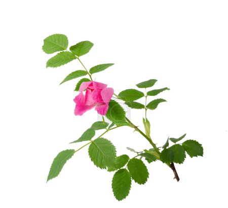 Téléchargez les photos : Branche fleurie de rose de brousse isolée sur fond blanc. - en image libre de droit