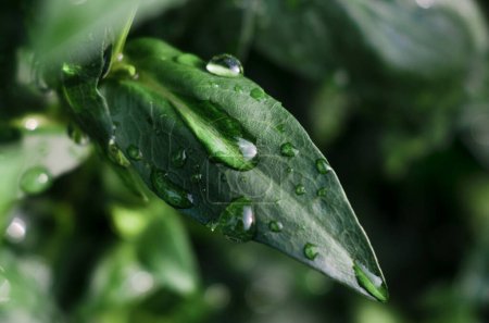 Téléchargez les photos : Gros plan des feuilles vertes d'un aster arbustif avec des gouttes de pluie sur un fond de feuilles floues. - en image libre de droit
