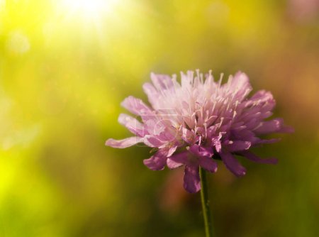 Téléchargez les photos : Fleur de champ Scabiosa sur le fond d'herbe floue dans les rayons du soleil. Concentration douce. - en image libre de droit