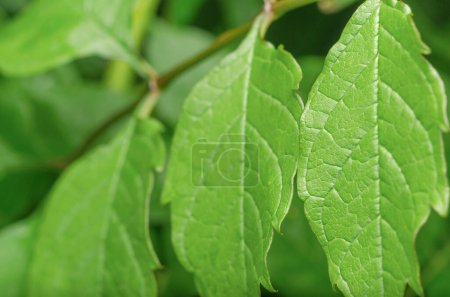 Téléchargez les photos : Une branche aux feuilles vertes de la plante Campsis. Gros plan - en image libre de droit