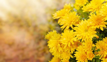 Téléchargez les photos : Fleurs de chrysanthème jaune. En arrière-plan sont des feuilles floues dans les couleurs de l'automne. Place pour le texte. - en image libre de droit