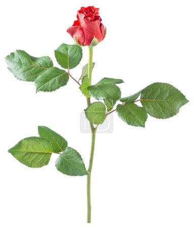 Téléchargez les photos : El Toro branche de rose rouge avec des feuilles vertes isolées sur un fond blanc - en image libre de droit