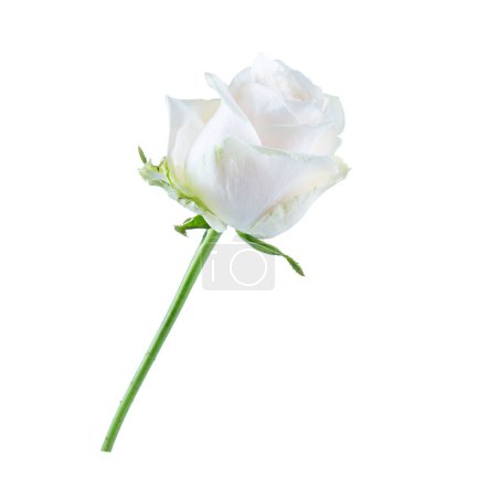 Photo for White and cream rose bud isolated on white background. - Royalty Free Image
