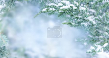 Téléchargez les photos : Fond d'hiver. Genévrier dans la neige - en image libre de droit