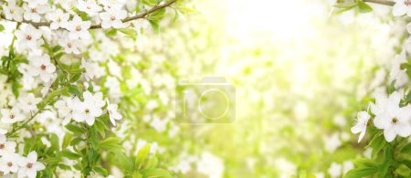 Téléchargez les photos : Branches florissantes de prune cerise sur le fond d'un jardin flou. Printemps journée ensoleillée - en image libre de droit