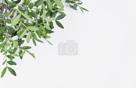 Téléchargez les photos : Branches fraîches avec des feuilles vertes de l'arbre mastique placé sur fond de papier texturé gris clair. - en image libre de droit