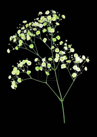 Téléchargez les photos : Une branche de fleurs de gypsophile vertes et blanches isolées sur un fond noir - en image libre de droit