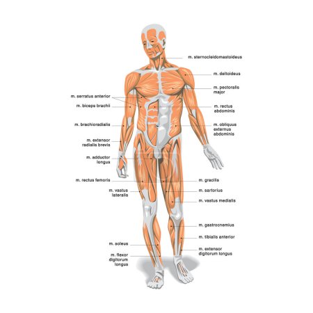 Anatomie du système digestif humain avec description des parties internes correspondantes. Illustration vectorielle anatomique dans un style plat