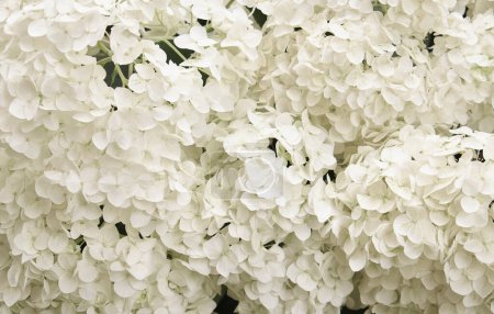 Téléchargez les photos : Fleur d'hortensia blanche. Fleurs d'été douces. - en image libre de droit