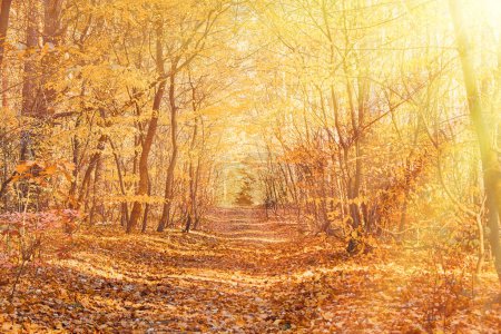 Photo for A tranquil autumn forest, bathed in golden leaves and the warm embrace of morning sunbeams - a symphony of nature's beauty capturing the essence of a fall morning - Royalty Free Image
