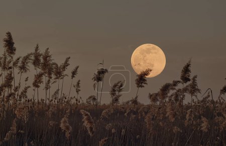 Téléchargez les photos : Pampas herbe silhouette contre une pleine lune, une scène sereine capturant la beauté éthérée de la nature sous le ciel nocturne. Contexte pour Halloween. Esprit mystique de la nuit. - en image libre de droit