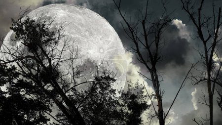 Téléchargez les photos : Arbres silhouettés contre une pleine lune, enveloppés dans un ciel mystique aux nuages menaçants une scène d'Halloween obsédante qui évoque une ambiance étrange et surnaturelle - en image libre de droit