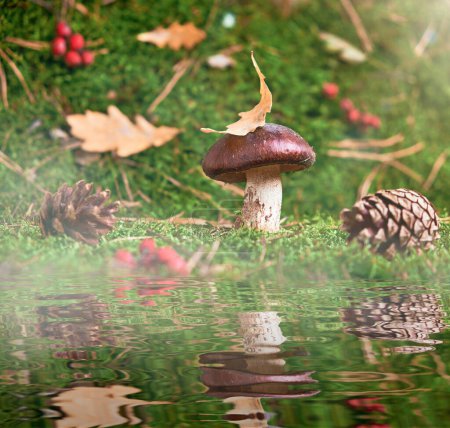 Photo for Brown Suillus mushroom in the forest, nestled among green moss and reflected in the water, bathed in the golden rays of autumn sun. A magical woodland moment, serene and captivating. - Royalty Free Image