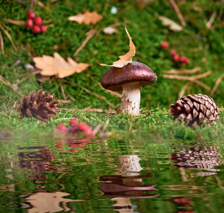 Brown Suillus mushroom in the forest, nestled among green moss and reflected in the water. A magical woodland moment, serene and captivating.