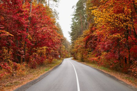 Photo for Asphalt road in an autumn forest - serene journey through nature's vibrant, seasonal canvas. - Royalty Free Image