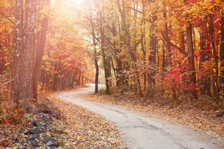 Photo for Winding path in an autumn forest bathed in the warm sunlight. - Royalty Free Image