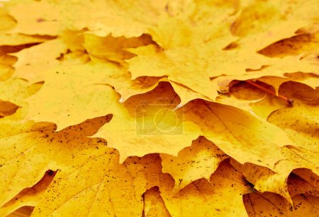 Foto de Vista superior de hojas de arce amarillo vibrante, llenando el marco, un impresionante tapiz de otoño en tonos ricos - Imagen libre de derechos