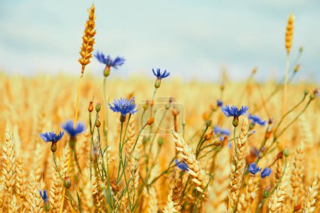 Campo de trigo agrícola dorado con acianos azules en el fondo del cielo. Granja paisaje.