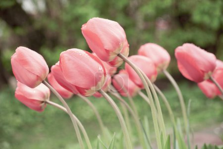 Tender pink tulips bent down. Magical flowers. Dew drops run down the petals.