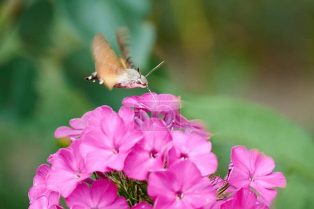 Kolibri-Falter ernähren sich von Nektar aus lila Phloxblüten. Naturfotografie.