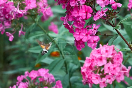 Kolibri-Falter ernähren sich von Nektar aus lila Phloxblüten. Naturfotografie.