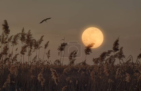 Storch fliegt vor Vollmond über ein Feld aus Pampasgras, eine heitere Szene, die die ätherische Schönheit der Natur unter dem Nachthimmel einfängt. Hintergrund für Halloween. Mystischer Geist der Nacht.