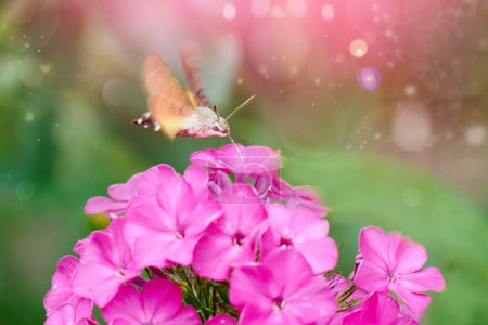 Kolibri-Falter ernähren sich von Nektar aus lila Phloxblüten. Magische Naturfotografie. Natursommer.