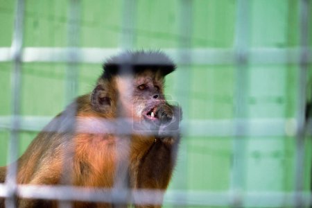 Un mono se sienta en una jaula en el zoológico, sus ojos llenos de preocupación y tristeza.