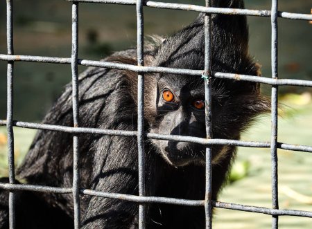Ein Affe sitzt in einem Käfig im Zoo, die Augen voller Sorge und Traurigkeit.