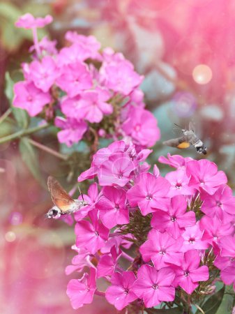 Hummingbird is flying on pink flower facing the camera, with its wings spread out. The flower is in full bloom, with bright pink color. The background is blurred, with bokeh.