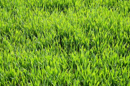 Marco lleno de hierba verde joven. Día mundial del medio ambiente. Patrón primavera.