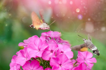 Close-up view of hummingbird perched on pink flower facing the camera, with its wings spread out. The flower is in full bloom, with bright pink color. The background is blurred, with bokeh.