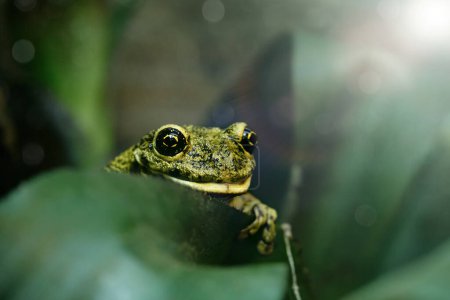 Neugieriger Frosch, der auf einem grünen Blatt im Sonnenlicht sitzt und in die Kamera blickt. Nahaufnahme.