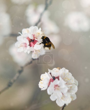 Foto de cerca de un abejorro en una flor de albaricoque. La abeja está recogiendo néctar de la flor.