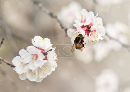 Close-up photo of a bumblebee on a apricot blossom. The bee is collecting nectar from the flower.