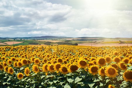 Ein riesiges Feld von Sonnenblumen sonnt sich im warmen Sonnenlicht.