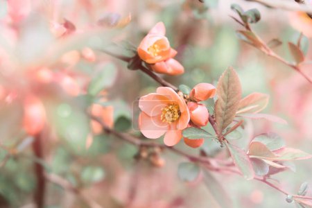 Peach Fuzz abstraktes Hintergrunddesign. Nahaufnahme einer Pfirsichblume in voller Blüte auf einem Ast.