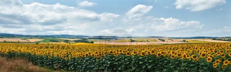A vast field of sunflowers basking in the warm sunlight.