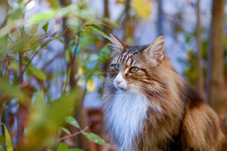 gato del bosque noruego sentado en el jardín. ojos verdes.