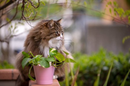 Foto de Gato mullido sentado en su terraza cerca de una planta en un jarrón rosa - Imagen libre de derechos