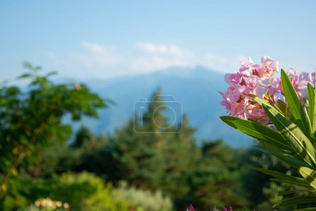 Foto de Vista de flores, montañas y hermoso paisaje en los Pirineos, Francia - Imagen libre de derechos