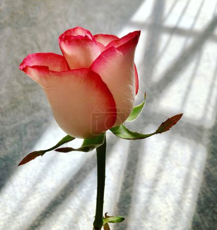 Eine rosa Rose im Hintergrund des Schattens eines Fensters, das zugeklebt wurde, um das Glas vor Bombenanschlägen zu schützen, Kiew, Ukraine. Russlands Krieg gegen die Ukraine. Der Sieg der Schönheit über die Angst. Der Sieg des Lebens über den Tod.