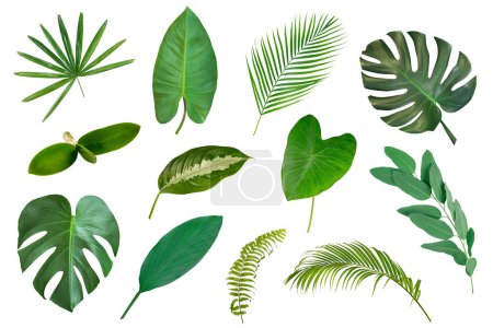 Photo for Collection of various tropical leaves isolated on white background. - Royalty Free Image