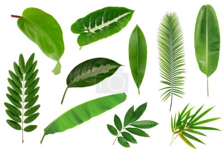 set of green tropical leaves and plants isolated on white background