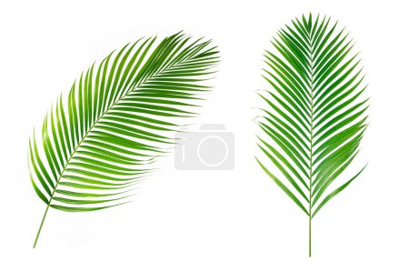 Palmenblätter isoliert auf weiß