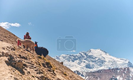 Téléchargez les photos : Pack lama et originaire de Cordillère Vilcanota, Ausangate, Cusco, Pérou. - en image libre de droit
